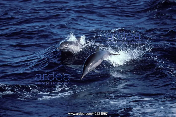 : Long-beaked common dolphin : Long-beaked common dolphin