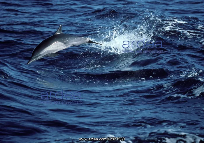 : Long-beaked common dolphin : Long-beaked common dolphin