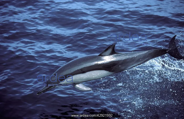 : Long-beaked common dolphin : Long-beaked common dolphin