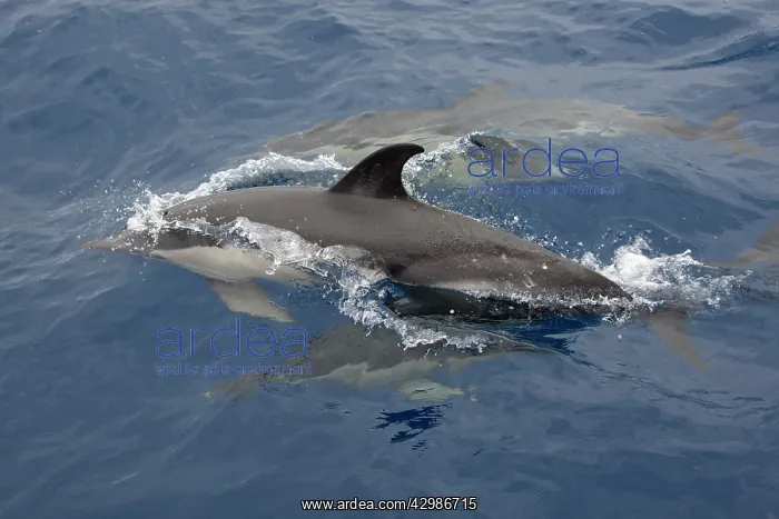  : Long-beaked Common Dolphin