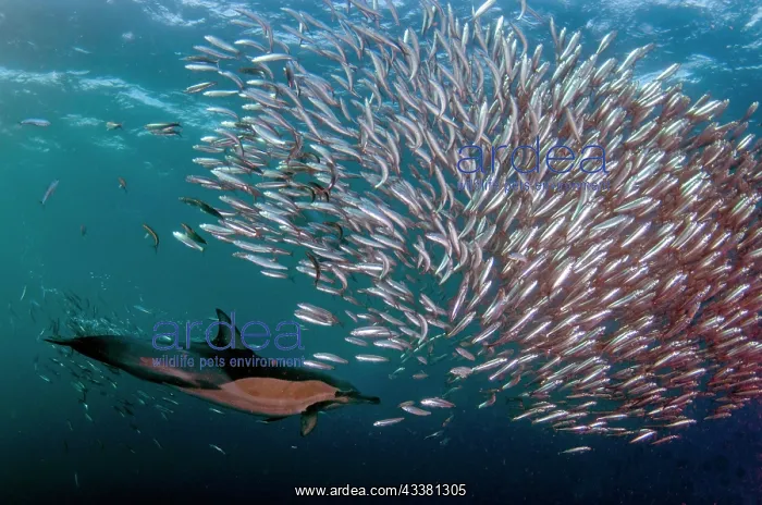 : Long-beaked Common Dolphin feeding on baitball : Long-beaked Common Dolphin feeding on baitball