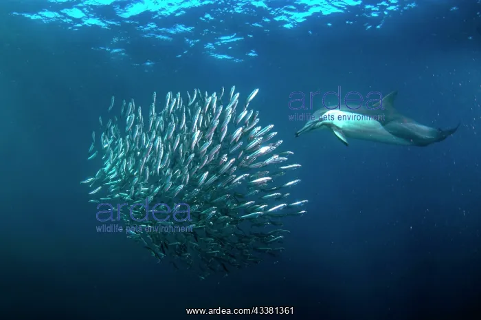 : Long-beaked Common Dolphin feeding on baitball : Long-beaked Common Dolphin feeding on baitball