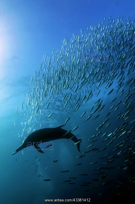 : Long-beaked Common Dolphin feeding on sbaitball : Long-beaked Common Dolphin feeding on sbaitball