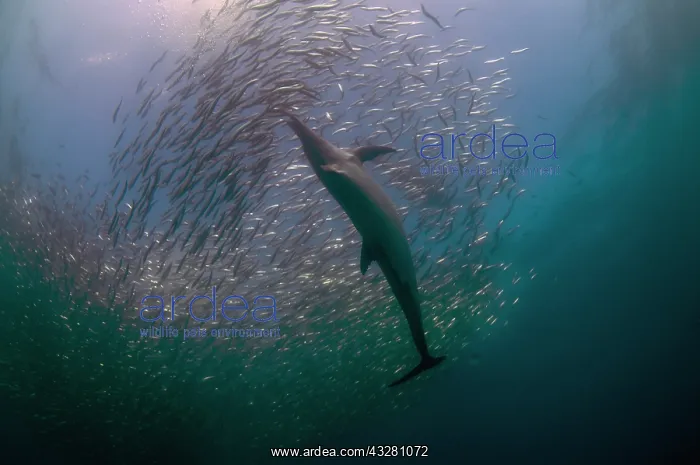 : Long-beaked Common Dolphin - feeding on school of : Long-beaked Common Dolphin - feeding on school of