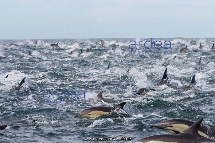 : Long-beaked Common Dolphin - group hunting fish : Long-beaked Common Dolphin - group hunting fish