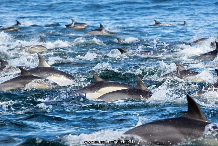 : Long-beaked Common Dolphin - group hunting fish : Long-beaked Common Dolphin - group hunting fish