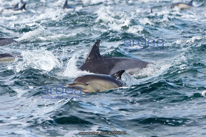 : Long-beaked Common Dolphin - group hunting fish : Long-beaked Common Dolphin - group hunting fish