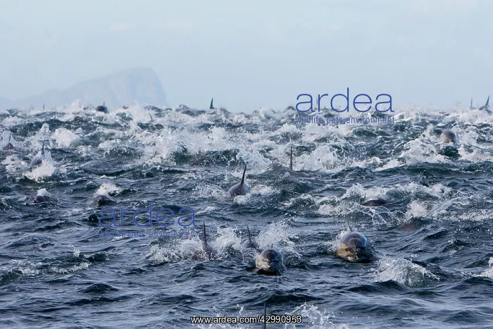 : Long-beaked Common Dolphin - group hunting fish : Long-beaked Common Dolphin - group hunting fish