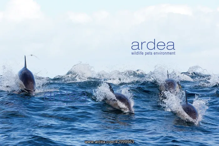 : Long-beaked Common Dolphin - group hunting fish : Long-beaked Common Dolphin - group hunting fish