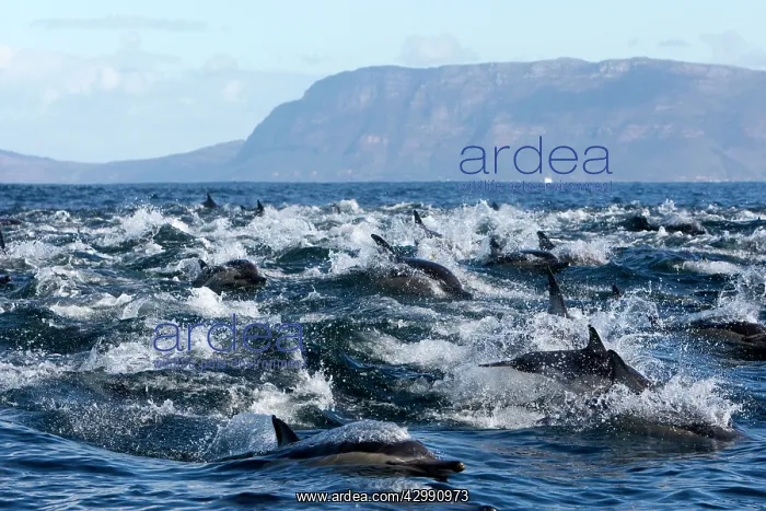 : Long-beaked Common Dolphin - group hunting fish : Long-beaked Common Dolphin - group hunting fish