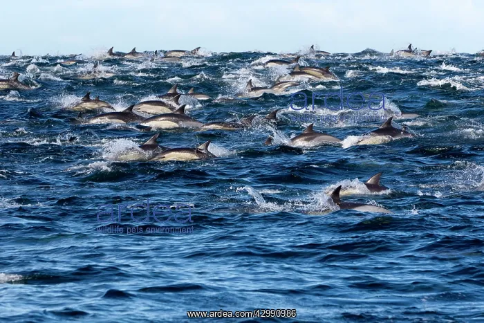 : Long-beaked Common Dolphin - group hunting fish : Long-beaked Common Dolphin - group hunting fish