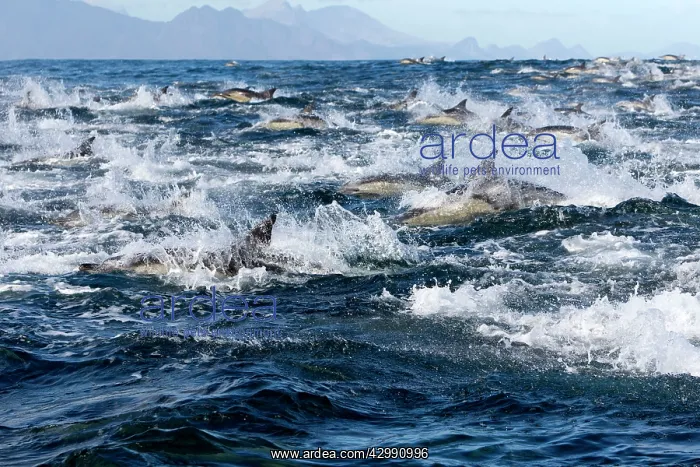 : Long-beaked Common Dolphin - group hunting fish : Long-beaked Common Dolphin - group hunting fish