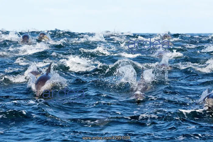 : Long-beaked Common Dolphin - group hunting fish : Long-beaked Common Dolphin - group hunting fish