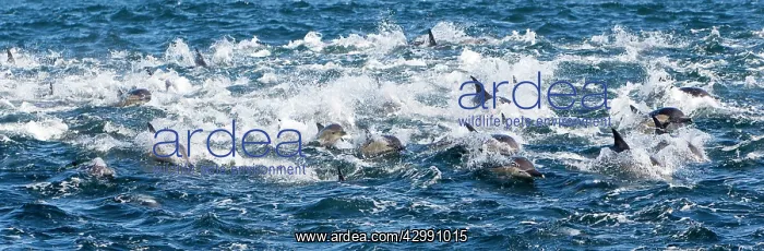 : Long-beaked Common Dolphin - group hunting fish : Long-beaked Common Dolphin - group hunting fish