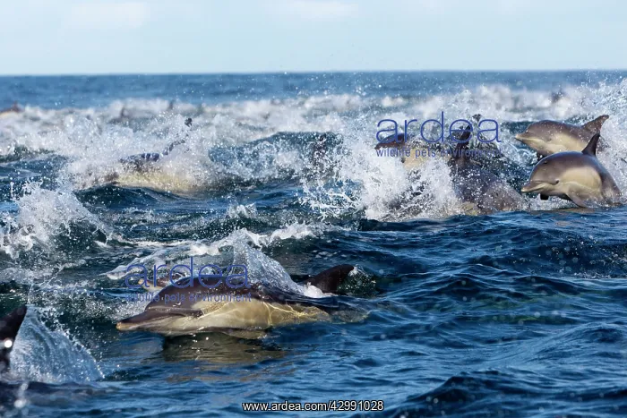 : Long-beaked Common Dolphin - group hunting fish : Long-beaked Common Dolphin - group hunting fish