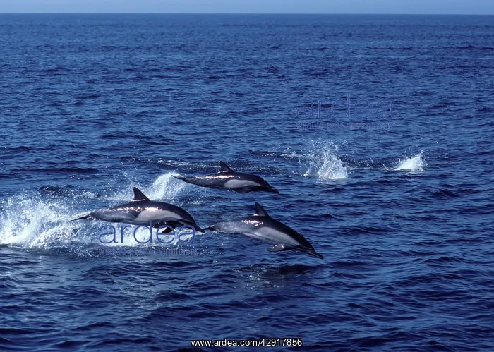 : Long-beaked common dolphin - three leaping : Long-beaked common dolphin - three leaping