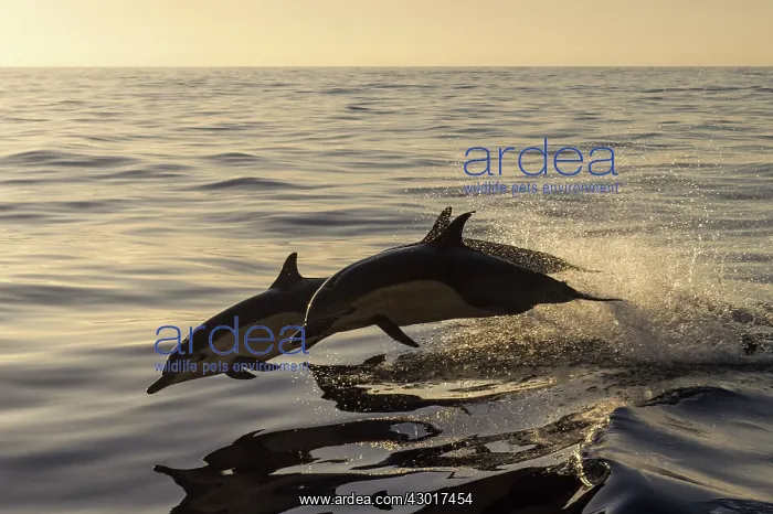 : Long-beaked Common Dolphins : Long-beaked Common Dolphins