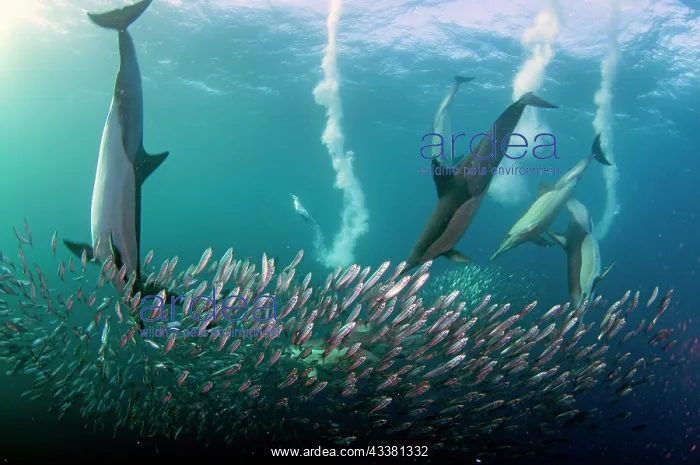 : Long-beaked Common Dolphins : Long-beaked Common Dolphins