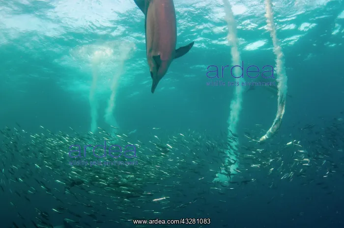: Long-beaked Common Dolphins - and Cape Gannets (Morus : Long-beaked Common Dolphins - and Cape Gannets (Morus