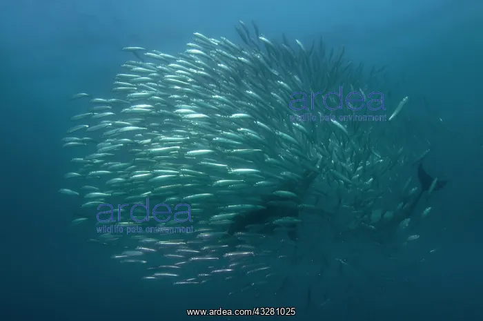  : Long-beaked Common Dolphins - feeding on school
