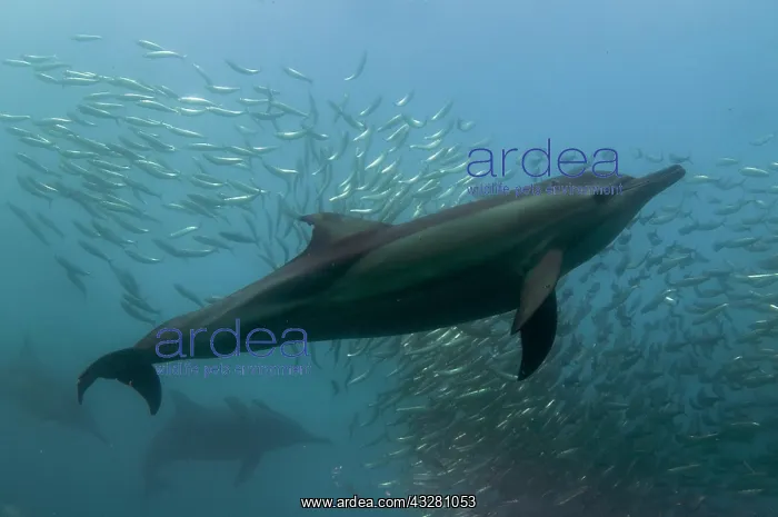 : Long-beaked Common Dolphins - feeding on school : Long-beaked Common Dolphins - feeding on school