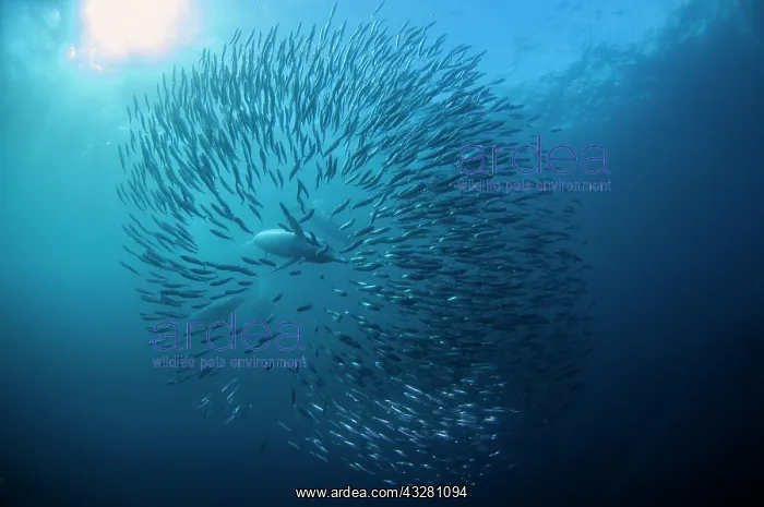  : Long-beaked Common Dolphins - feeding on school