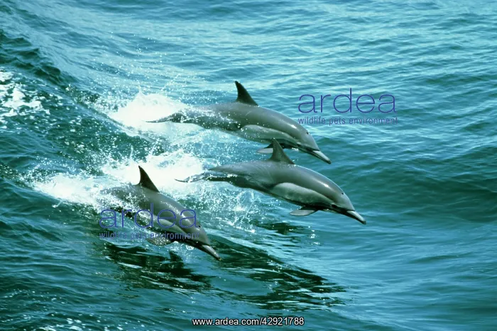 : Long-beaked Common DOLPHINS - three leaping : Long-beaked Common DOLPHINS - three leaping