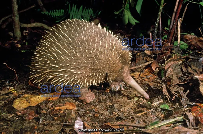 : Long-Beaked Echidna : Long-Beaked Echidna