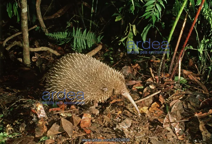  : Long-beaked Echidna