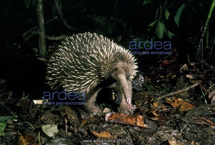 : Long-beaked Echidna : Long-beaked Echidna