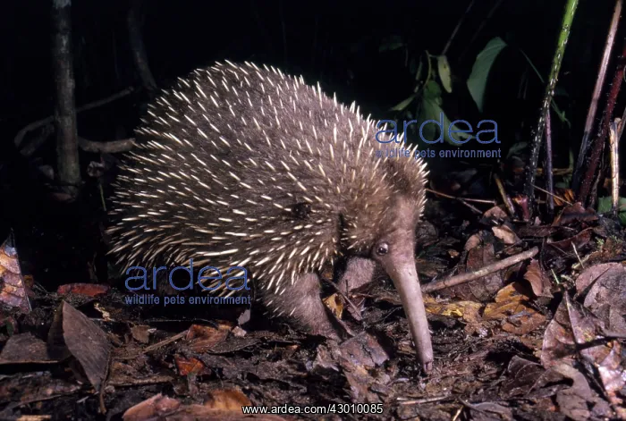 : Long-beaked Echidna : Long-beaked Echidna