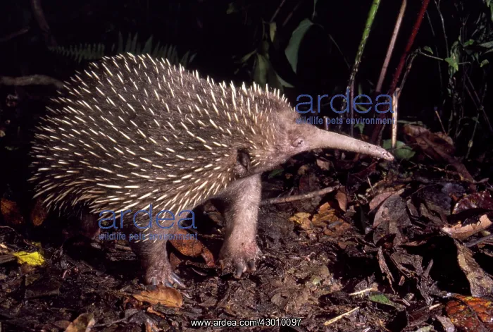 : Long-beaked Echidna : Long-beaked Echidna