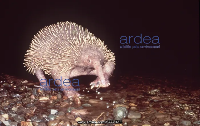 : LONG BEAKED ECHIDNA : LONG BEAKED ECHIDNA