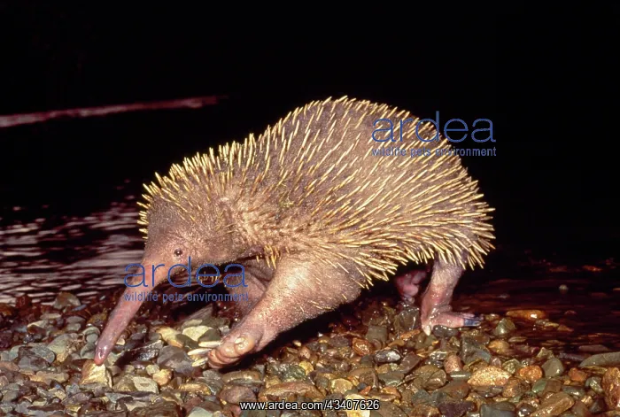 : Long-beaked ECHIDNA : Long-beaked ECHIDNA