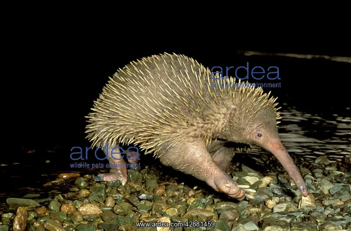  : Long-beaked Echidna - crossing a rocky stream