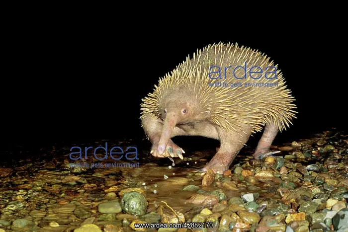 : Long-beaked Echidna - Crossing water : Long-beaked Echidna - Crossing water