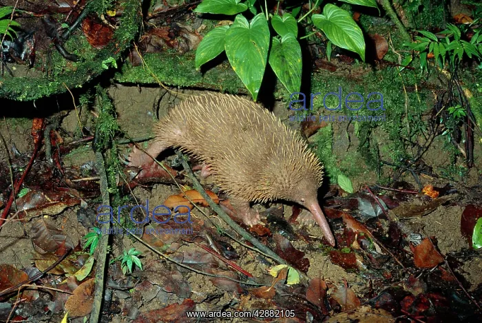  : Long-beaked Echidna - foraging