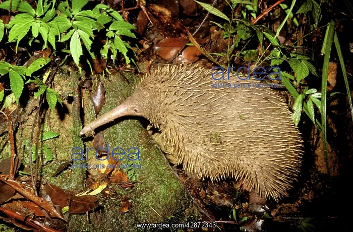 : Long-beaked Echidna - Searching for worms : Long-beaked Echidna - Searching for worms