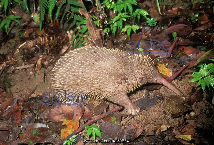 : Long-beaked ECHIDNA - side view : Long-beaked ECHIDNA - side view