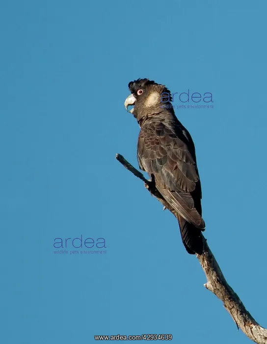 : Long-billed Black Cockatoo / Baudin's / White-tailed : Long-billed Black Cockatoo / Baudin's / White-tailed