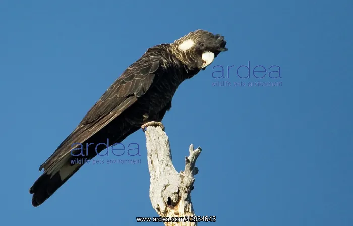 : Long-billed Black Cockatoo / Baudin's / White-tailed : Long-billed Black Cockatoo / Baudin's / White-tailed