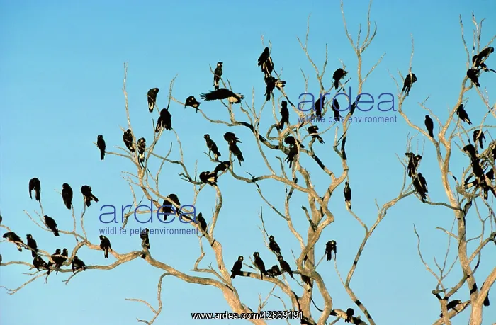 : Long-billed Black Cockatoo - Flock perched in bare-branched : Long-billed Black Cockatoo - Flock perched in bare-branched