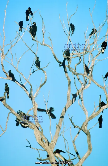 : Long-billed Black Cockatoo - Flock perched in bare-branched : Long-billed Black Cockatoo - Flock perched in bare-branched