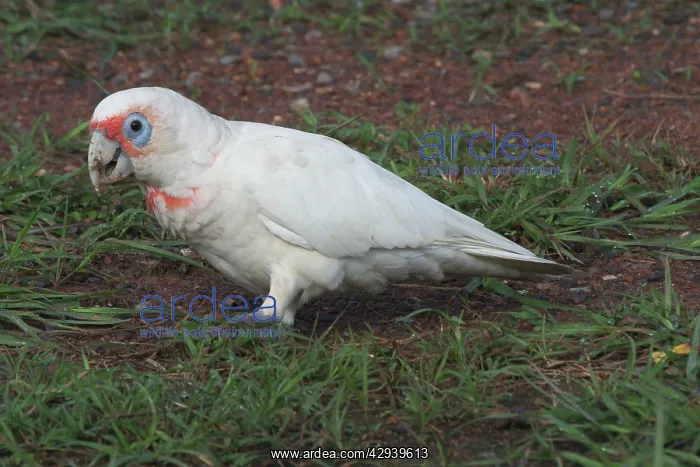 : Long-billed Corella : Long-billed Corella