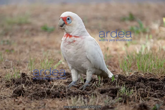 : Long-billed Corella : Long-billed Corella