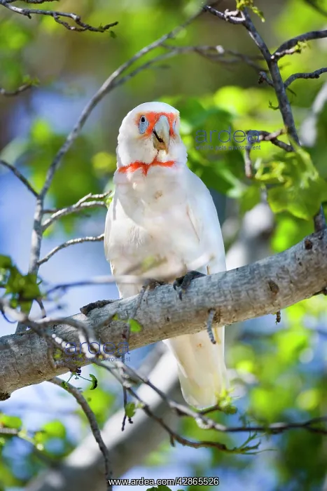 : Long-billed Corella - adult female sitting on a : Long-billed Corella - adult female sitting on a