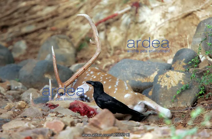 : Long-Billed Crow - Feeding on Spotted Deer kill (Axis axis) : Long-Billed Crow - Feeding on Spotted Deer kill (Axis axis)