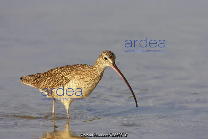 : Long-Billed Curlew : Long-Billed Curlew