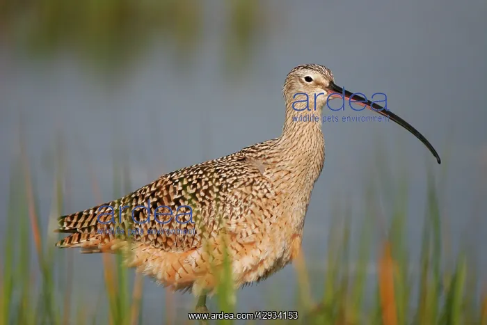 : Long-billed Curlew : Long-billed Curlew