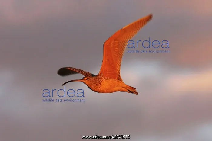 : Long-billed Curlew : Long-billed Curlew